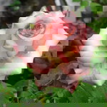 Nur Rani Syairah profile icon