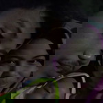 Nofi Susanti profile icon