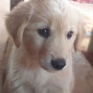 Pam Phatcharida profile icon