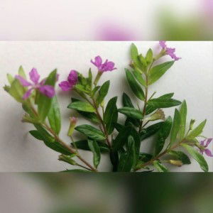 kaniia razzan profile icon