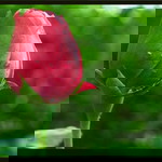 Sasuke Ichiemieto profile icon