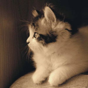 Riski Nurjannah profile icon