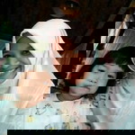 zulfah trimiarsih profile icon