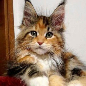 Lerie Lou profile icon