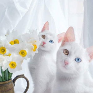 Tri ika kartika dewi profile icon