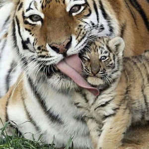 Mellyani profile icon