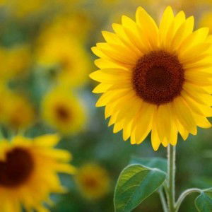 Saa Ease profile icon