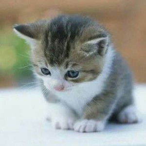 Atun Hartinah Al Mirwan profile icon