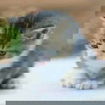 Atun Hartinah Al Mirwan profile icon