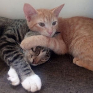 gretchen dumlao profile icon