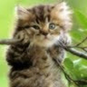 Loges Kumiko profile icon