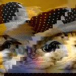 ikin zillion profile icon