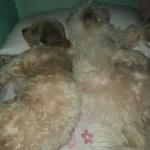 Lea Espinosa Parajas profile icon