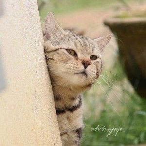 Cahaya Nur profile icon