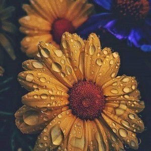 Hoài Khương Lê profile icon