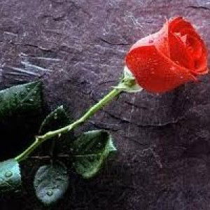 ery rahmawati profile icon