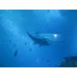 april wong profile icon