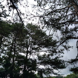 Jhade Lecosto profile icon