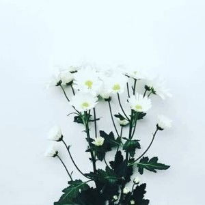 Trisa Syarifatul Arifah profile icon