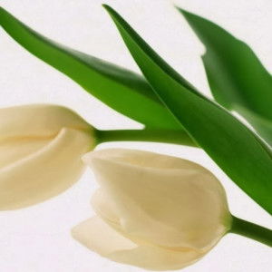 amal amalin profile icon