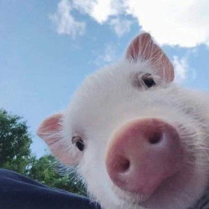 Pattraporn Ch. profile icon