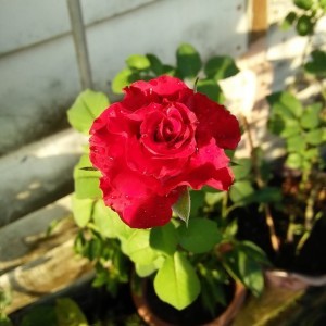 Aieda Shafee profile icon