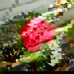 Aieda Shafee profile icon