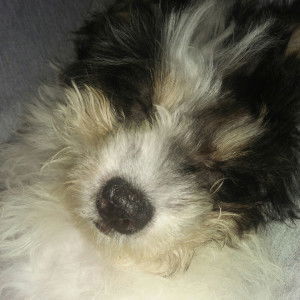 NeetNox profile icon