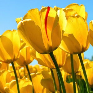 Putri Yatin profile icon