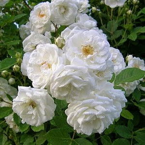 Rifqiya Al-Khonsa profile icon