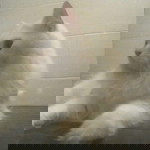 Wan Wan profile icon