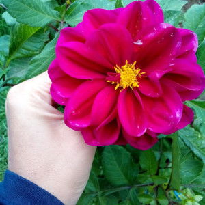 Sarah Azhar profile icon