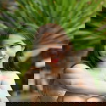 Chayanut Sakhirunchat profile icon