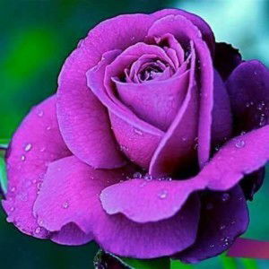 Baiq Yusrini profile icon