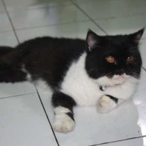 Shella profile icon