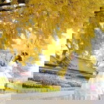 Nhu Quynh profile icon