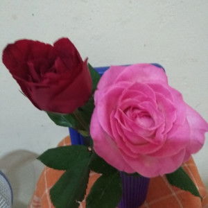 Ningsihh profile icon