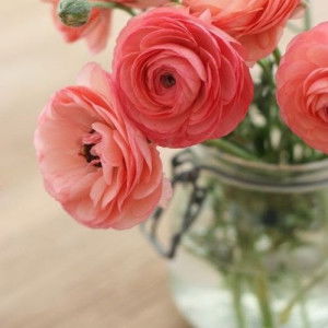 Kazha Zill profile icon