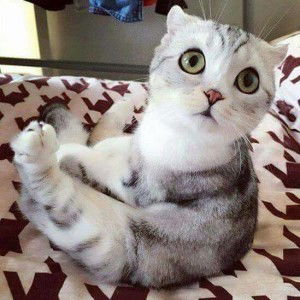 Asy Syfa Fauzia profile icon