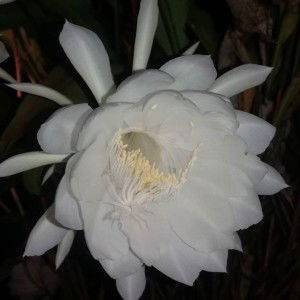 Ayu Dyah Anggreiny profile icon