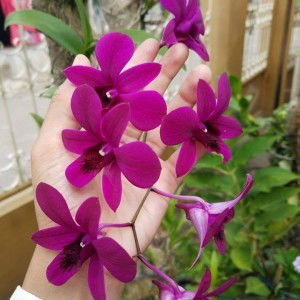 Anggin Aulia profile icon