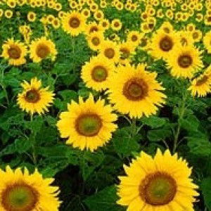 Harida Yasa profile icon