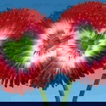 Adilah Abdullah profile icon