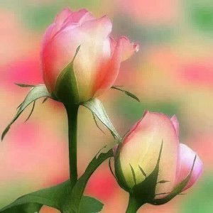 Sharini Sairi profile icon