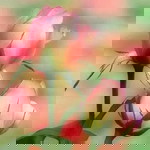 Sharini Sairi profile icon