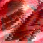 Gah Baby Shantal profile icon