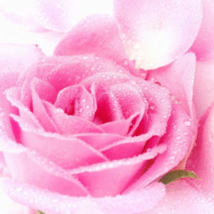 Ovi Citra Sari profile icon