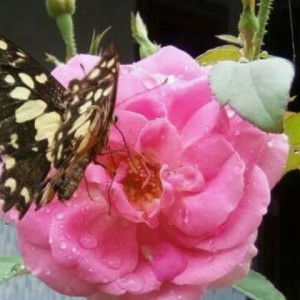 Anik Mardliyah profile icon