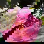 Anik Mardliyah profile icon