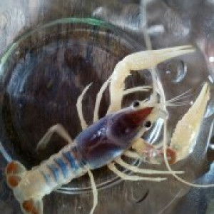 Sukanya profile icon